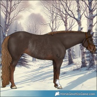 Horse Color:Liver Chestnut Rabicano 