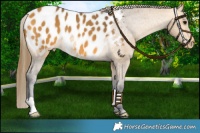 Horse Color:Buckskin Blanket 
