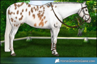 Horse Color:Chocolate Palomino Appaloosa