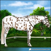 Horse Color:Chocolate Palomino Near Leopard 