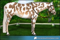 Horse Color:Chocolate Palomino Mushroom Near Leopard 