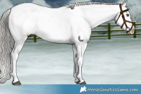 Horse Color:Liver Chestnut Mushroom Appaloosa