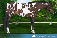 Horse Color:Brown Near Leopard 