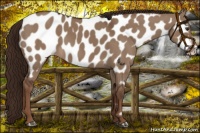 Horse Color:Liver Red Dun Appaloosa 