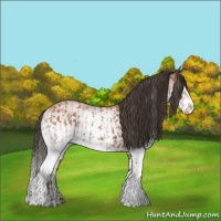 Horse Color:White Spotted Bay Splash and White Spotted Bay Splash
