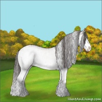 Horse Color:White Spotted Bay Splash  and White Spotted Bay Splash Appaloosa 