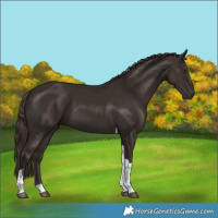 Horse Color:Liver Chestnut Tobiano