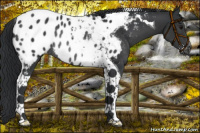 Horse Color:Black Tobiano Appaloosa Rabicano