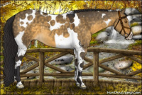 Horse Color:Buckskin Dun Tobiano 
