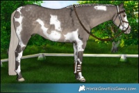 Horse Color:Silver Smoky Grullo Tobiano Frame Rabicano 