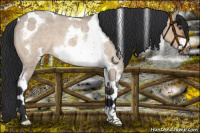 Horse Color:Brown Roan Dun Tobiano Frame 