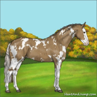 Horse Color:White Spotted Chocolate Palomino Dun Splash Brindle 