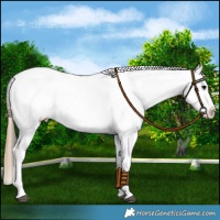 Horse Color:Smoky Blue Onyx Splash Appaloosa 