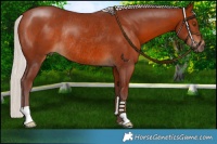Horse Color:Chocolate Silver Brown Rabicano 