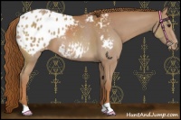Horse Color:Chestnut Appaloosa 