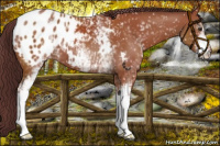 Horse Color:White Spotted Chocolate Bay Appaloosa