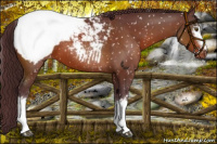 Horse Color:White Spotted Chocolate Brown Appaloosa 