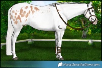 Horse Color:Chocolate Silver Brown Dun Tobiano Blanket 