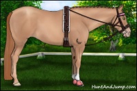 Horse Color:Gold Champagne 