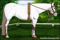 Horse Color:Liver Red Roan Fewspot 