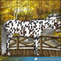 Horse Color:Brown Appaloosa 