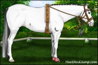 Horse Color:Brown Roan Splash Appaloosa 