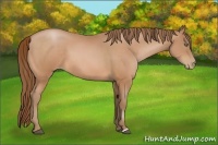 Horse Color:Bay Pearl 