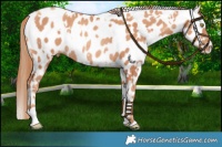 Horse Color:White Spotted Gold Champagne Near Leopard Rabicano 