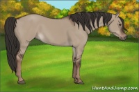 Horse Color:Liver Red Dun Rabicano 
