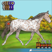 Horse Color:Sable Champagne Sabino Appaloosa 