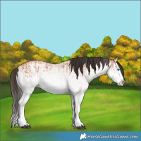 Horse Color:White Spotted Bay Splash  and White Spotted Bay Splash 