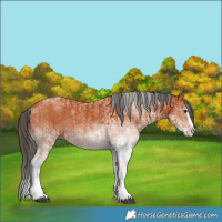 Horse Color:White Spotted Bay Splash  and White Spotted Bay Splash Rabicano 