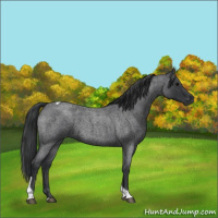 Horse Color:Blue Roan Tobiano 