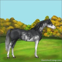 Horse Color:Black Sabino 