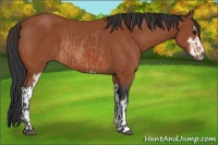 Horse Color:Bay Sabino Rabicano  and Bay Sabino Rabicano 