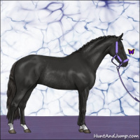 Horse Color:Liver Chestnut Rabicano