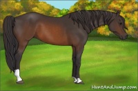 Horse Color:Buckskin Tobiano 