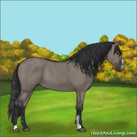 Horse Color:Grullo Sabino Rabicano 