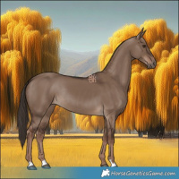 Horse Color:Liver Red Dun Rabicano 