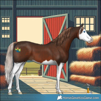 Horse Color:Liver Chestnut Splash 