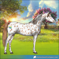 Horse Color:Chestnut Appaloosa Rabicano 