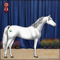 Horse Color:Palomino Fewspot 