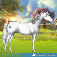 Horse Color:Cremello Appaloosa Rabicano 