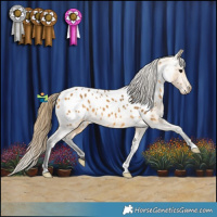 Horse Color:Buckskin Appaloosa