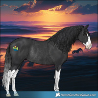 Horse Color:Black Splash Rabicano 