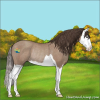 Horse Color:Classic Champagne Splash Rabicano 