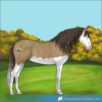 Horse Color:Classic Cream Champagne Splash