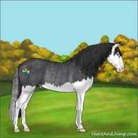Horse Color:Blue Roan Splash Rabicano 