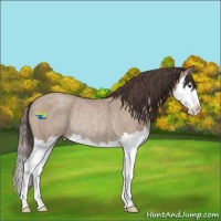 Horse Color:Classic Champagne Roan Splash Rabicano 