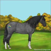 Horse Color:Blue Roan 
